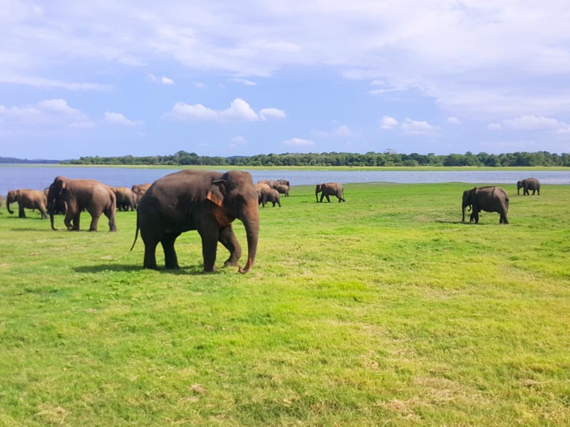Minneriya National Park Safari
