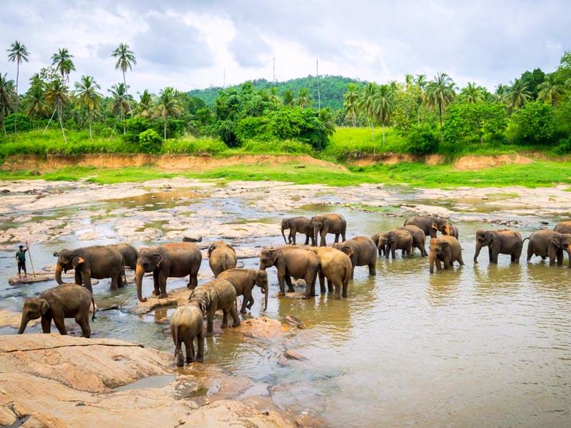 Pinnawala Elephant Orphanage