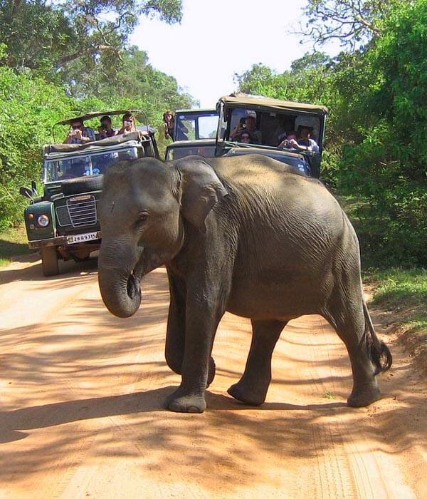 Private 12 Days Tour in Sri Lanka
