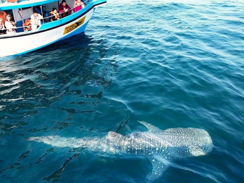Whale Watching in Mirissa
