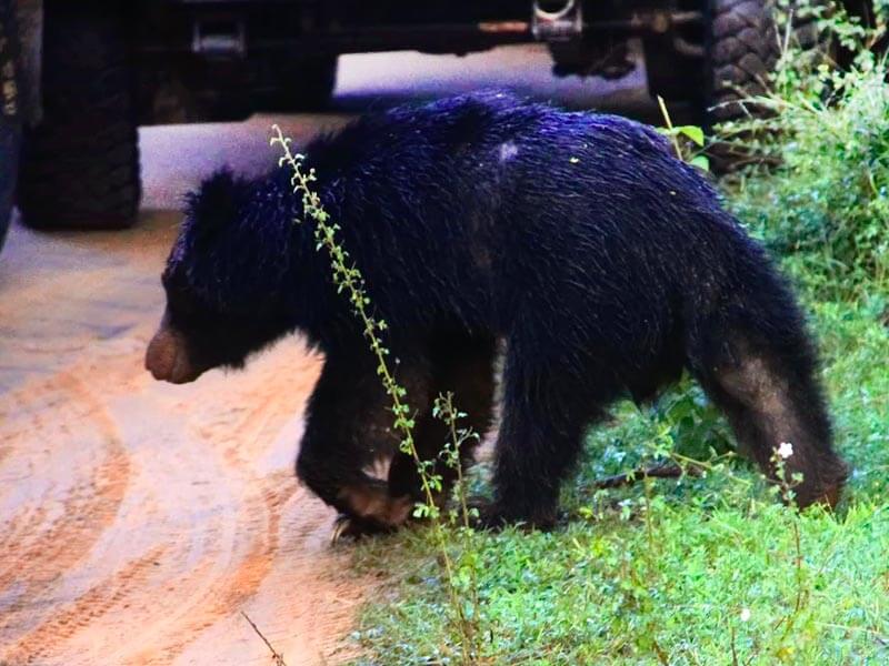 Yala National Park Sloth Bear